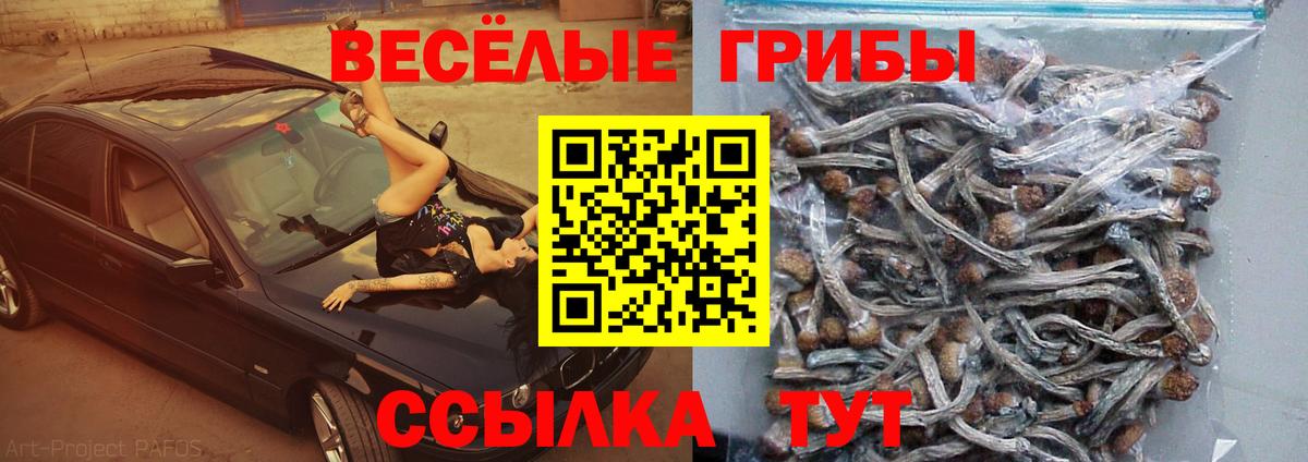 Галлюциногенные грибы Psilocybine cubensis Киров